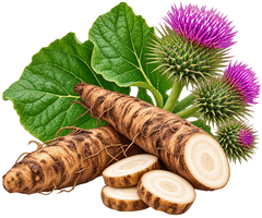Burdock Root Extract