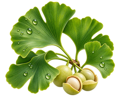 Ginkgo Biloba