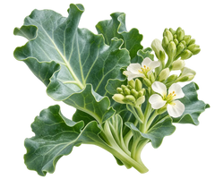 Sea Kale Extract